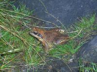 59 grasfrosch